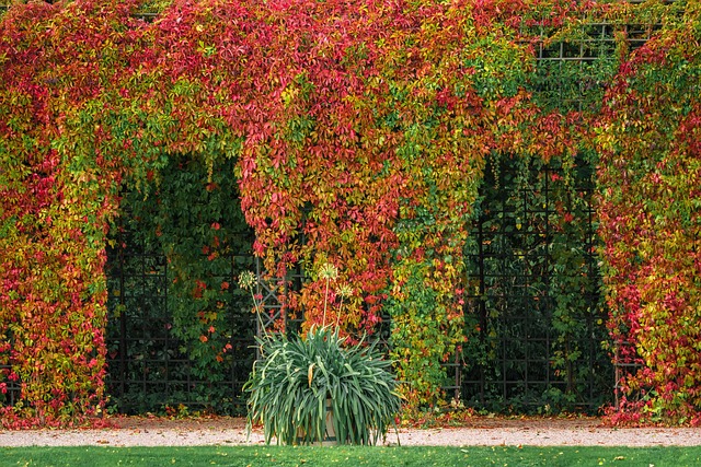 pergola prorostlá břečťanem